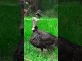 Download Lagu Arrow Completely DJ Decapitates Wild Turkey! #shorts #hunting #turkel #hunting #shoting_time
