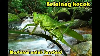 suara belalang kecek lovebird jadi ngekek panjang