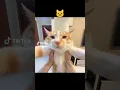 Download Lagu Akhirnya ketemu juga suara kucing Penyihir 😗😄