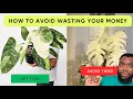 Download Lagu 5 Costly Mistakes To Avoid When Buying Expensive Houseplants