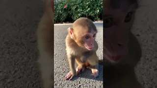 ASMR Baby Monkey Whistle Sound Short 