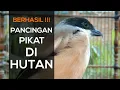 Download Lagu Suara Cendet Gacor Dor Sangat Cocok Buat Pancingan Pikat Cendet di Hutan