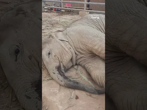 Junior is So Lonely! Searching for Daddy with No One to Play With - Thai Elephant Story
