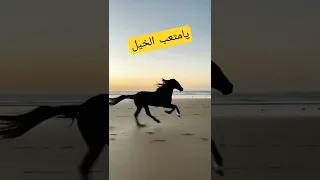جرحي عطيب  يامتعب الخيل          دندنها