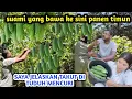 Download Lagu SUDAH CUKUP !! BANYAK SEKALI HASIL PANEN BUAH TIMUN KITA SIANG INI