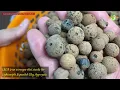 #100 Care Guide in Growing Indoor Plants in LECA | Houseplant Care