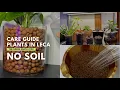 Care Guide in Growing Indoor Plants in LECA Houseplant Care