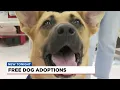 Free dog adoptions