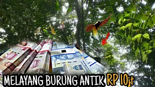 Download MENARIK BURUNG KECIL YANG DATANG BURUNG SYURGA MENJADIKAN TARIKAN MENJADI PATUNG. MP3