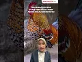 Download Lagu Terganggu Suara Ayam, Turis Asing di Bali Bikin Petisi
