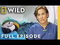 Download Lagu Return of the Dragon (Full Episode) | Dr. K's Exotic Animal ER | Nat Geo Animals