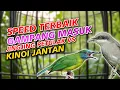 Download Lagu MASTERAN SPEED TERBAIK GAMPANG MASUK JINGJING PETULAK VS KINOI SUARA AMPUH JUARA LOMBAHAN