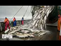 How Catching 80 000 lbs of Cod Earned 350 000 in Just 6 Days Fishing Documentary