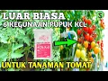 Lagu Kegunaan pupuk kcl untuk tanaman tomat