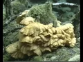 COC-BIOLOGIA - FUNGOS TAIGA-DECOMPOSITOR-ARTHUR SIMOES