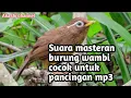 Suara masteran burung wambi cocok untuk pancingan mp3