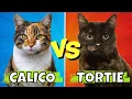 Calico vs Tortoiseshell Cats Key Differences Fun Facts