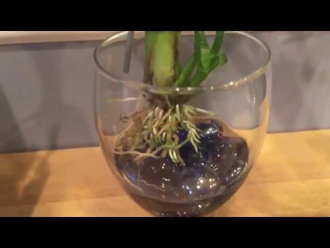 WHAT IS ORCHID WATER CULTURE?