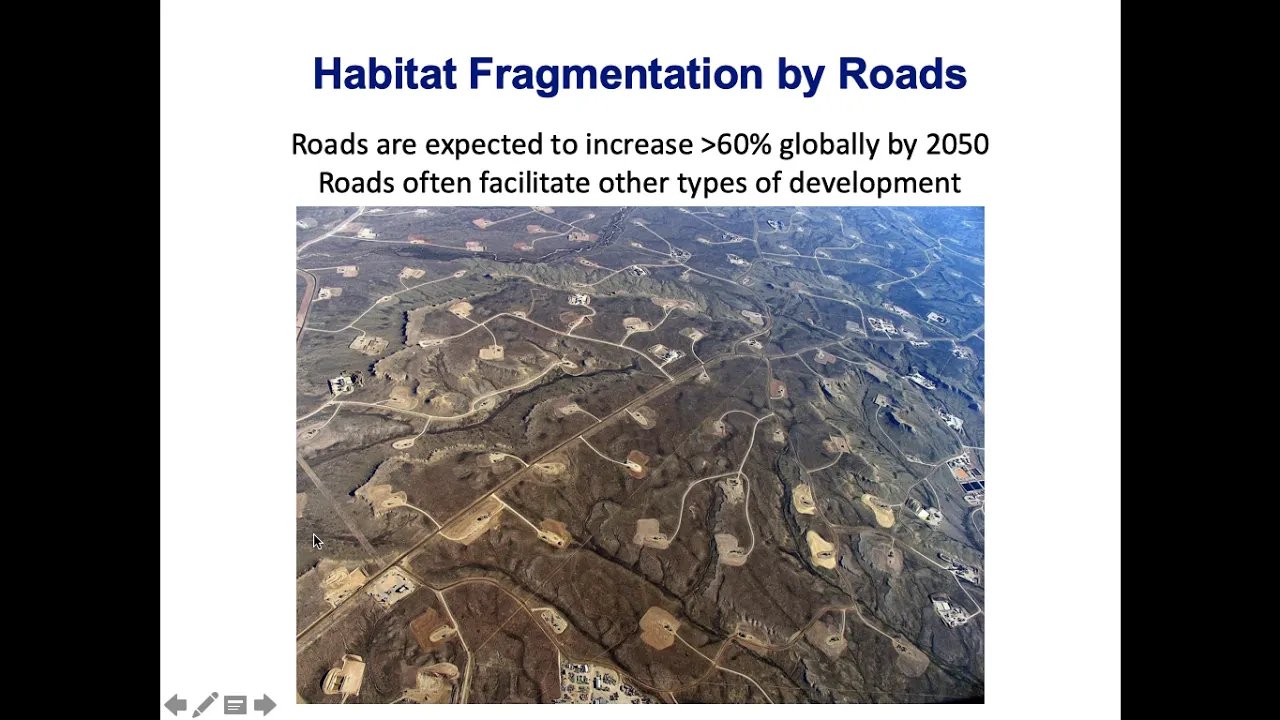 Habitat Fragmentation: Ecological Impacts and Edge Effects