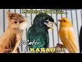 Download Lagu MASTERAN 100 % JITU MATERI KASAR || jenggot - tengkek buto - kenari
