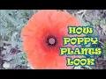 HOW POPPY PLANT LOOKS