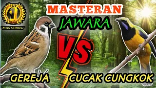 gereja vs cucak cungkok materi terbaik burung lmba dengan kombinasi tembakan istimewa dari cungkok