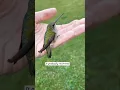Download Lagu This family rescued a trapped hummingbird and then this happened...