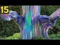 Top 15 STRANGE Trees you Didn t Know Existed