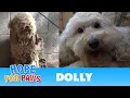 A severely matted poodle gets rescued and then makes a transformation of a lifetime