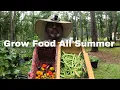 Download Lagu 🍅🌽🥒🌶️ Grow Food All Summer: The Power of Succession Planting