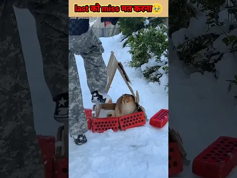 Cat के घर को तोड़ देता है #shorts