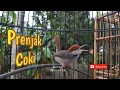 Download Lagu PRENJAK COKI GACOR