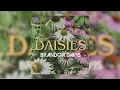 Brandon Davis - Daisies (Official Audio)