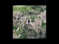 Bones, Eddy Baker - YellowStone (Prod. Lyson)