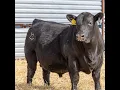 Rockin H Cattle Co Visit