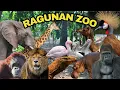 Download Lagu UPDATE TERBARU Kebun Binatang Ragunan Zoo | Harga Tiket, Fasilitas \u0026 Aneka Satwa #ragunan