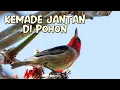 Download Lagu Cantiknya Burung Kemade Jantan Di Alam Liar