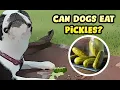 Can Dogs Eat Pickles