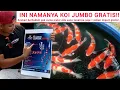 Download Lagu DAPAT KOI JUMBO GRATIS❗ DIKASIH UANG TUNAI 5JUTA❗ PAKAN IMPORT GRATIS❗ SERTI \u0026 KAOS JUGA JIKA JUARA
