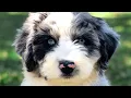 Aussiedoodle - The Ultimate Top 10 Pro s and Cons Guide