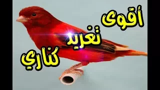 أقوى تغريد كناري للتدريب Canary Song For Training 