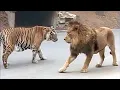 Lagu Lion VS Tiger Real Fight - Tough Creatures [Ep. 4]