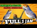 Download Lagu PRENJAK BETINA GACOR NGEROOL FULL 1 JAM SUARA JERNIH POLLL #kicaumania #burungkicau