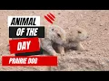 Prairie Dog -