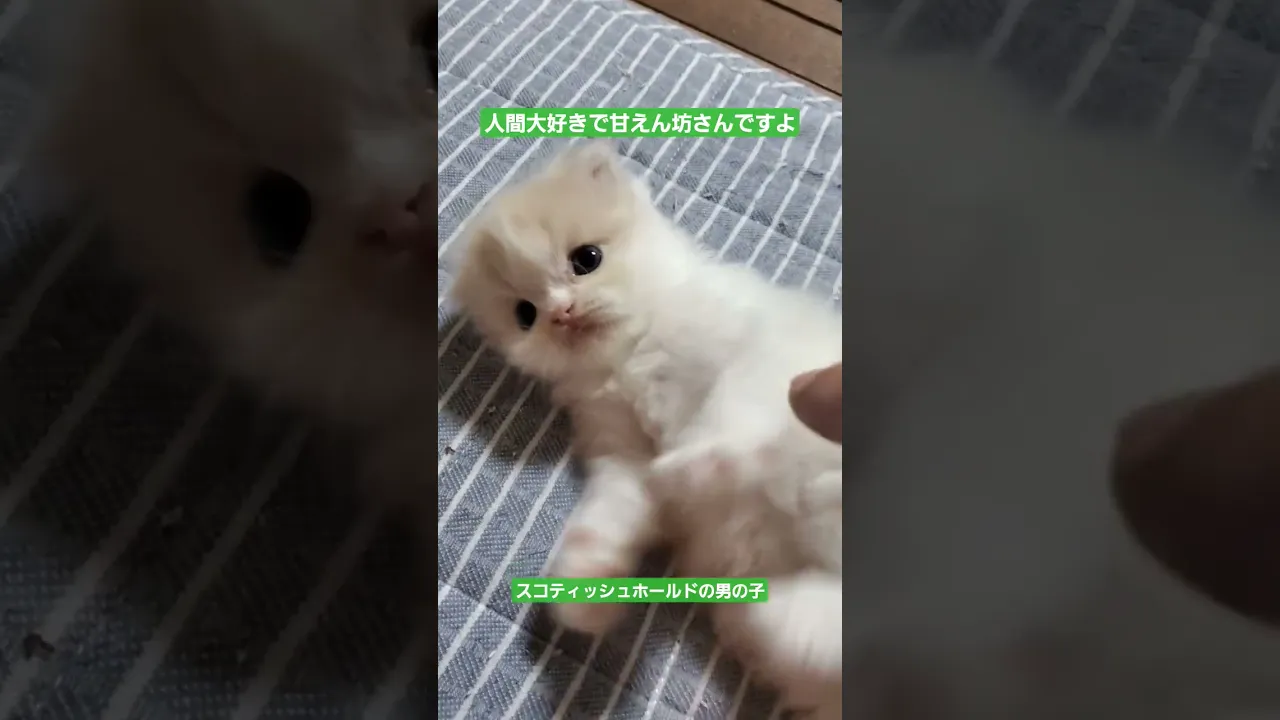動画