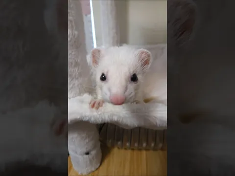 Could You Resist Them