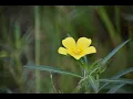 Download Lagu De grote vijver in de Belse Bossen in Geel kleurt ... geel.