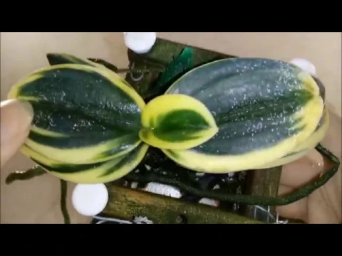 COMO CUIDAR DE ORQUÍDEAS COM ÁCARO RESULTADO