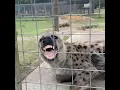 Download Lagu Scared Hyena Making A Laughing Sound