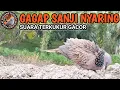 Download Lagu SUARA PIKAT TERKUKUR GACOR GAGAP SANJI NYARING COCOK UNTUK PANCINGAN